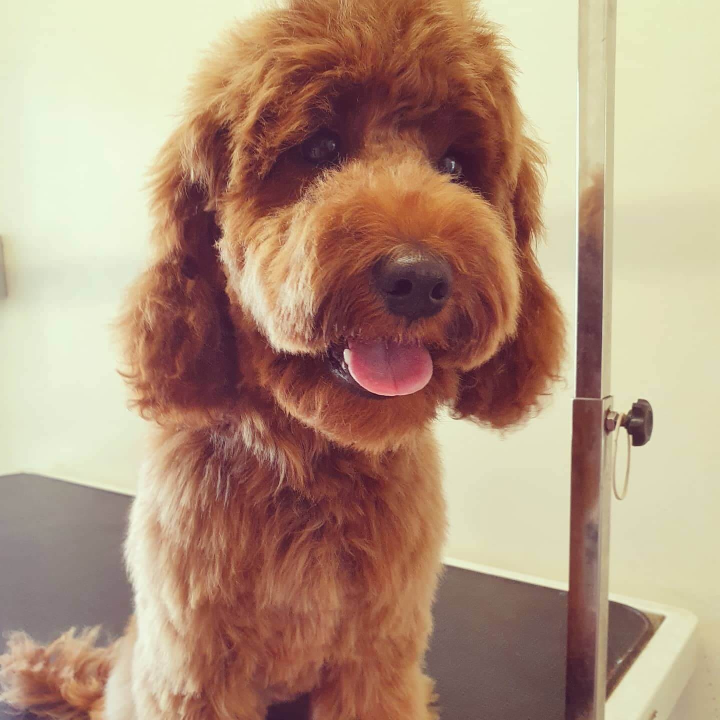 worthing dog groomer - poppy - cockerpoo